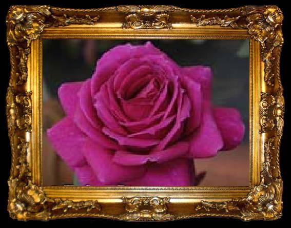 framed  unknow artist Realistic Purple Rose, ta009-2